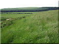 Hayfield near Cleughside Burn, Oxnam in Scottish Borders