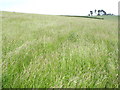 Hayfield south of Batts in Scottish Borders