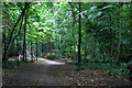 Path through the woods near St Luke