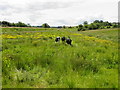 Cows, Mullaghbane