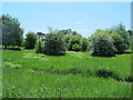 Field and woodland west of the New River