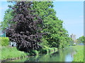 The New River south of Mill Lane, EN10