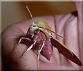 Elephant Hawk Moth - Imago - Front view