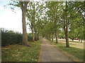 Avenue of trees in Gladstone Park