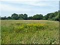 Field near Amberley Farm