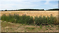 Barley crop field, Denham Green