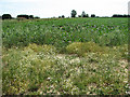 Sugar beet crop field