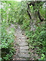 NZ9008 : Paved footpath along the edge of Cock Mill Wood by Humphrey Bolton