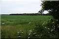 SD3209 : White Grass Wood on Plex Moss  by Mike Pennington