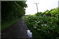 Butterbur on Walkington heads opposite Little Wood