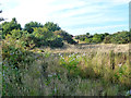 Old gravel pit area, Orsett