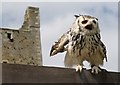 SE0391 : An owl at Bolton Castle by Dave Pickersgill