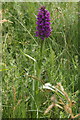 SD3116 : Northern Marsh Orchid (Dactylorhiza purpurella), Birkdale dunes by Mike Pennington