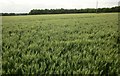 No footpath through the barley, Fovant