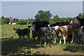 TQ0069 : Cattle, Whitehall Farm by Alan Hunt