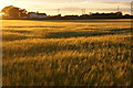 Barley field at sunset, Melling