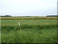 Crop field south east of Foulden