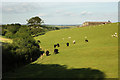 Mixed Grazing and Stream