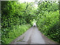 The lane to Bishopswood