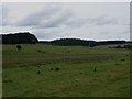 NU0325 : Grassland at Lilburn Grange by Graham Robson