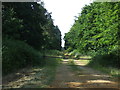 Track into woodland near Lynford