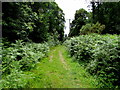 Fern-lined track towards Little Drybrook