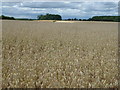 TF0900 : Field of oats near Sutton Wood by Richard Humphrey