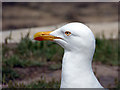 SV9010 : European Herring Gull by John Lucas