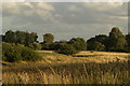 TQ4590 : View over Fairlop Waters Golf Course from the path by the lake by Robert Lamb