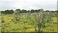 Blackwell Common, burnt gorse