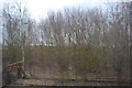 Overgrown siding, Gilberdyke Station