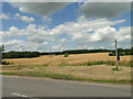 Field of wheat looking towards Norman