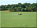 Spraying peas