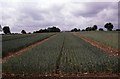 Broadbalk Experiment at Rothamsted