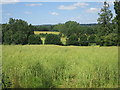 Crop field by Water Lane