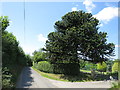 Monkey Puzzle tree by Attwater Lane