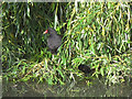 Folkestone gardens: moorhen with chick