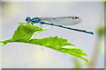 SJ4094 : Common Blue Damselfly (Enallagam cyathigerum), Croxteth Country Park by Mike Pennington