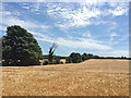TL6458 : Barley field and big sky by John Sutton