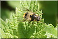 The hoverfly Cheilosia illustrata, Croxteth Country Park