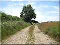 Farm track off Rushford Road, Coney Weston