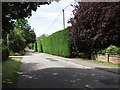 High hedge beside The Street, Coney Weston