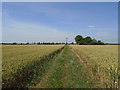 Wilby - Footpath across to Wilby Green Byroad