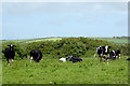 Cattle at Edistone, Devon