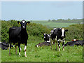 Cattle at Edistone, Devon