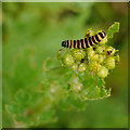 NT9659 : Cinnabar Moth (Tyria jacobaeae) Caterpillar by James T M Towill