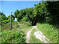 The North Downs Way near Brabourne