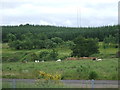 Grazing near Plains