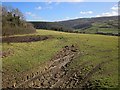 Sheep pasture near Scrubtor