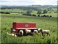 Sheep grazing at Rugley